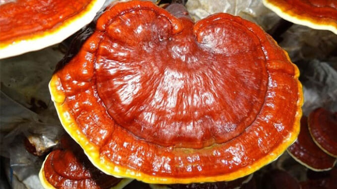 Nấm linh chi đỏ Nấm linh chi đỏ
