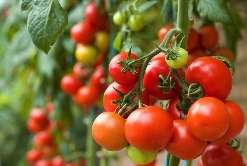 Lycopene trong cà chua tăng khả năng bơi, hoạt động và cấu trúc cho tinh trùng. Ảnh: Socalgardenwiz