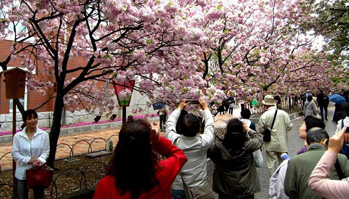 Nhật Bản rực rỡ mùa hoa Anh Đào vào tháng 3