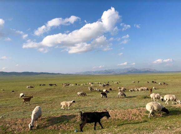 Ngọc Diễm, du lịch Mông Cổ,sao Việt