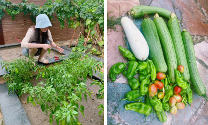 phạm băng băng, trương hinh dư, sao hoa ngữ