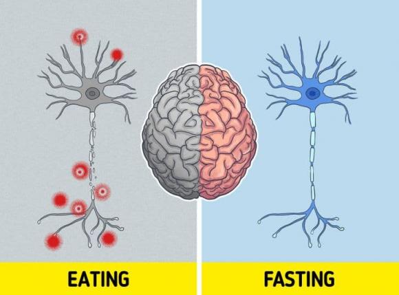 nhịn ăn, điều xảy ra với cơ thể khi nhịn ăn, kiến thức