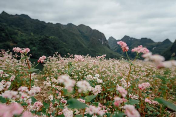 Quang Vinh, Quang Vinh du lịch Hà Giang, ngắm hoa tam giác mạch 